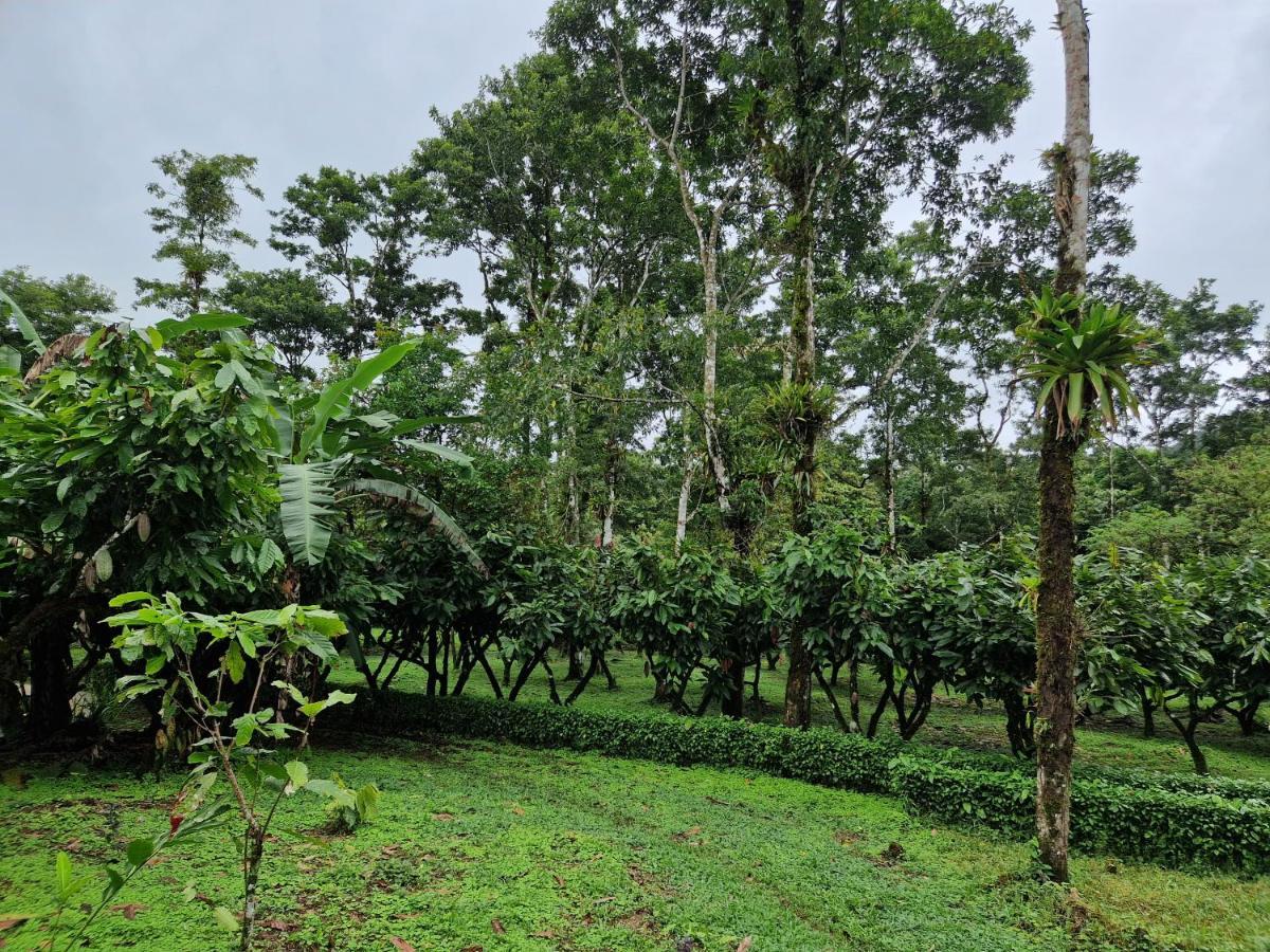 Finca Amistad Cacao Lodge Bijagua Eksteriør bilde