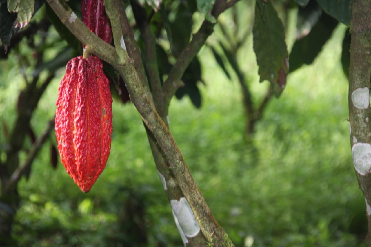 Finca Amistad Cacao Lodge Bijagua Eksteriør bilde