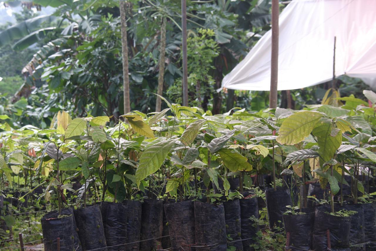 Finca Amistad Cacao Lodge Bijagua Eksteriør bilde