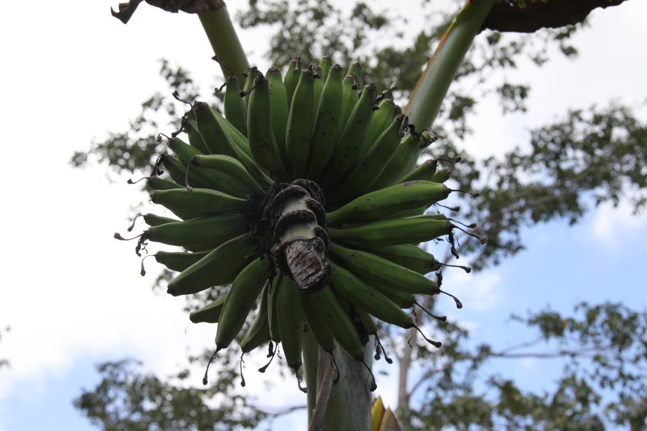 Finca Amistad Cacao Lodge Bijagua Eksteriør bilde
