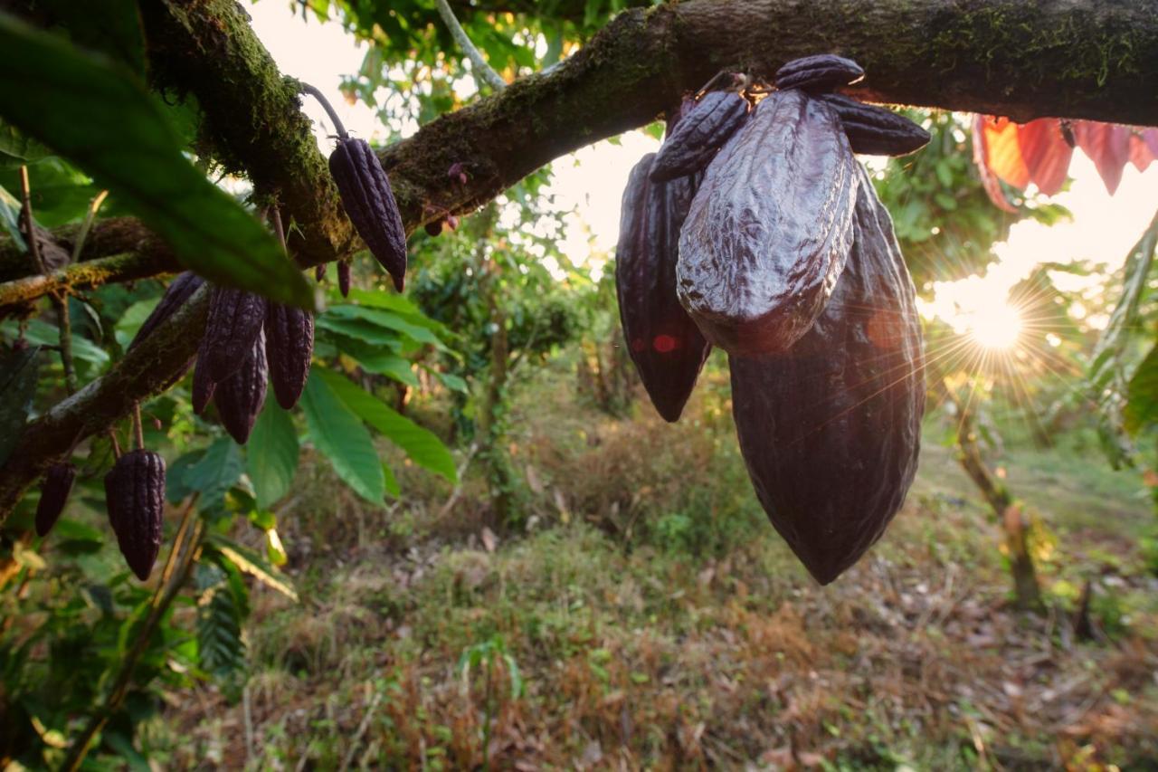 Finca Amistad Cacao Lodge Bijagua Eksteriør bilde